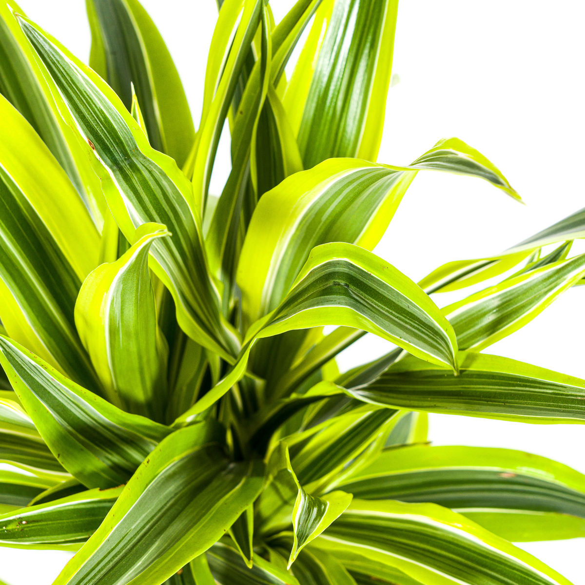 Dracaena Deremensis Lemon Lime (drakenboom) – Ø19 cm, 70–90 cm hoog