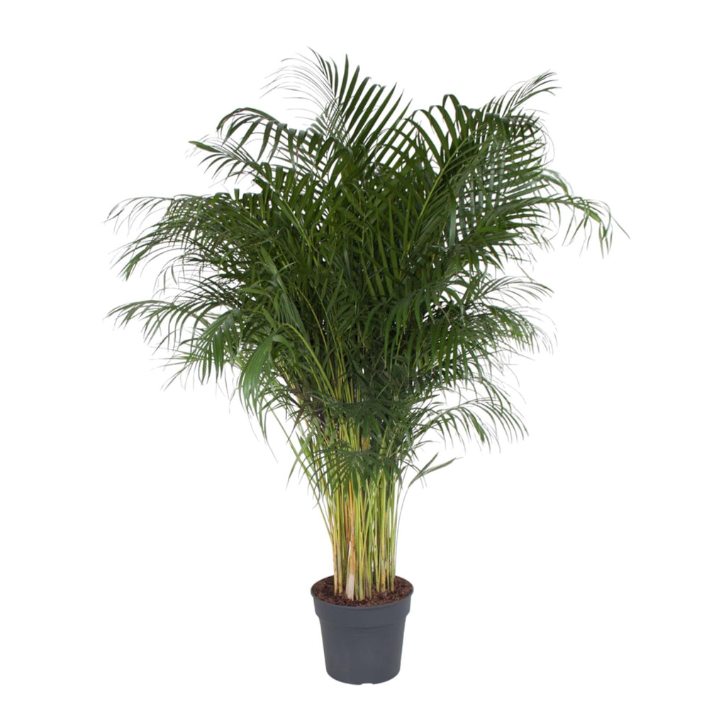 Dypsis lutescens (goudpalm) – Ø34 cm, 200 cm hoog