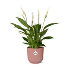 Spathiphyllum 12 cm Torelli in ELHO Vibes Fold 14 cm pink (peace lily) – 45 cm tall