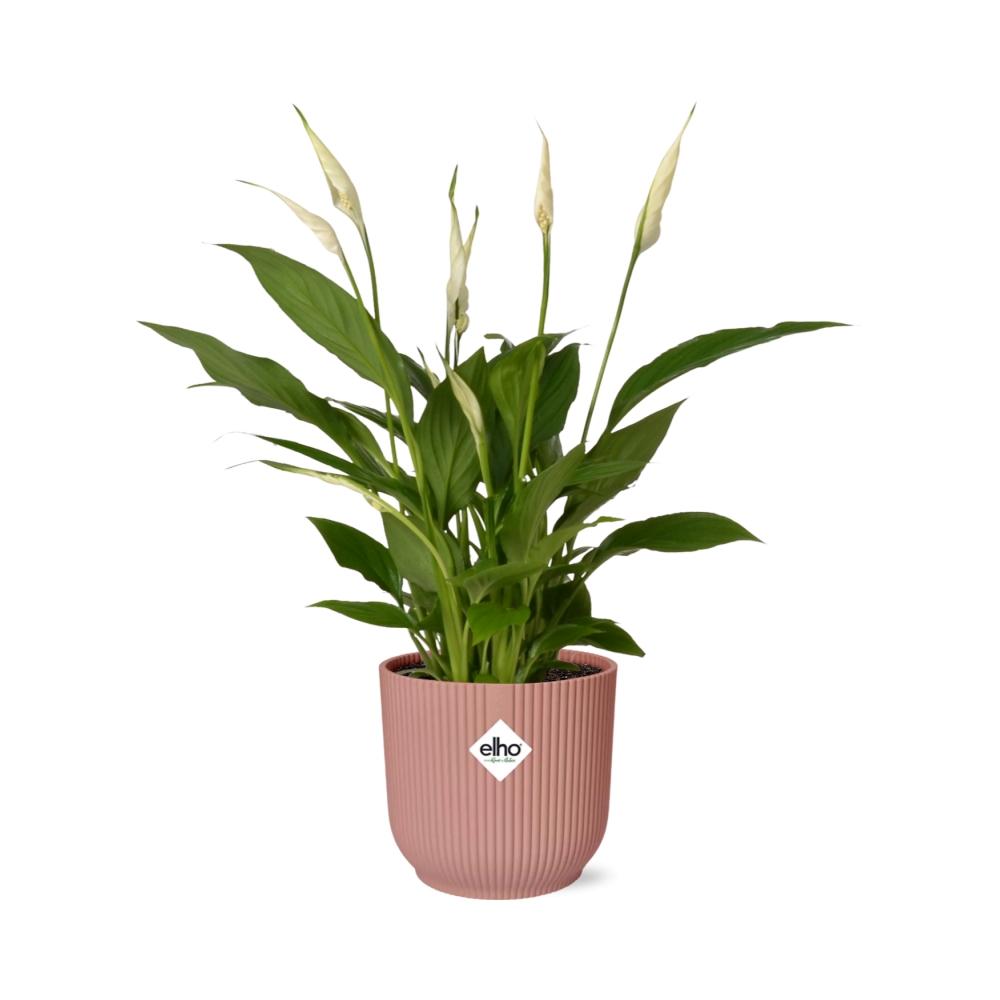 Spathiphyllum 12 Cm Torelli in ELHO Vibes Fold 14cm roze (lepelplant) – 45 cm hoog