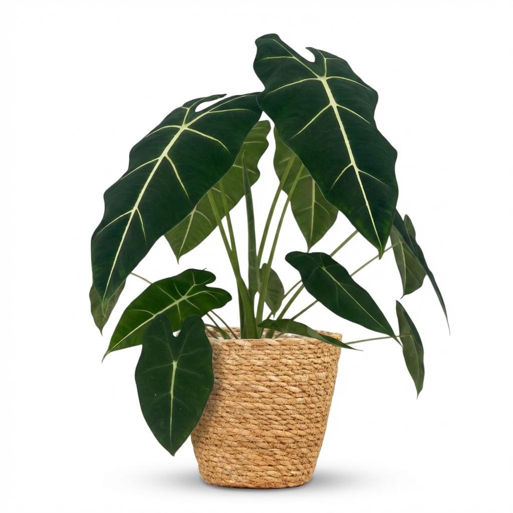 Alocasia Frydek (elefantøre) med kurv – Ø19 cm, 60 cm høj