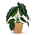 Alocasia Frydek (elefantøre) med kurv – Ø19 cm, 60 cm høj