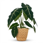 Alocasia Frydek (elefantøre) med kurv – Ø19 cm, 60 cm høj