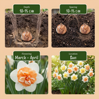 Narcisse 'Macaron Bloss' – 80 bulbes (taille 12/14)