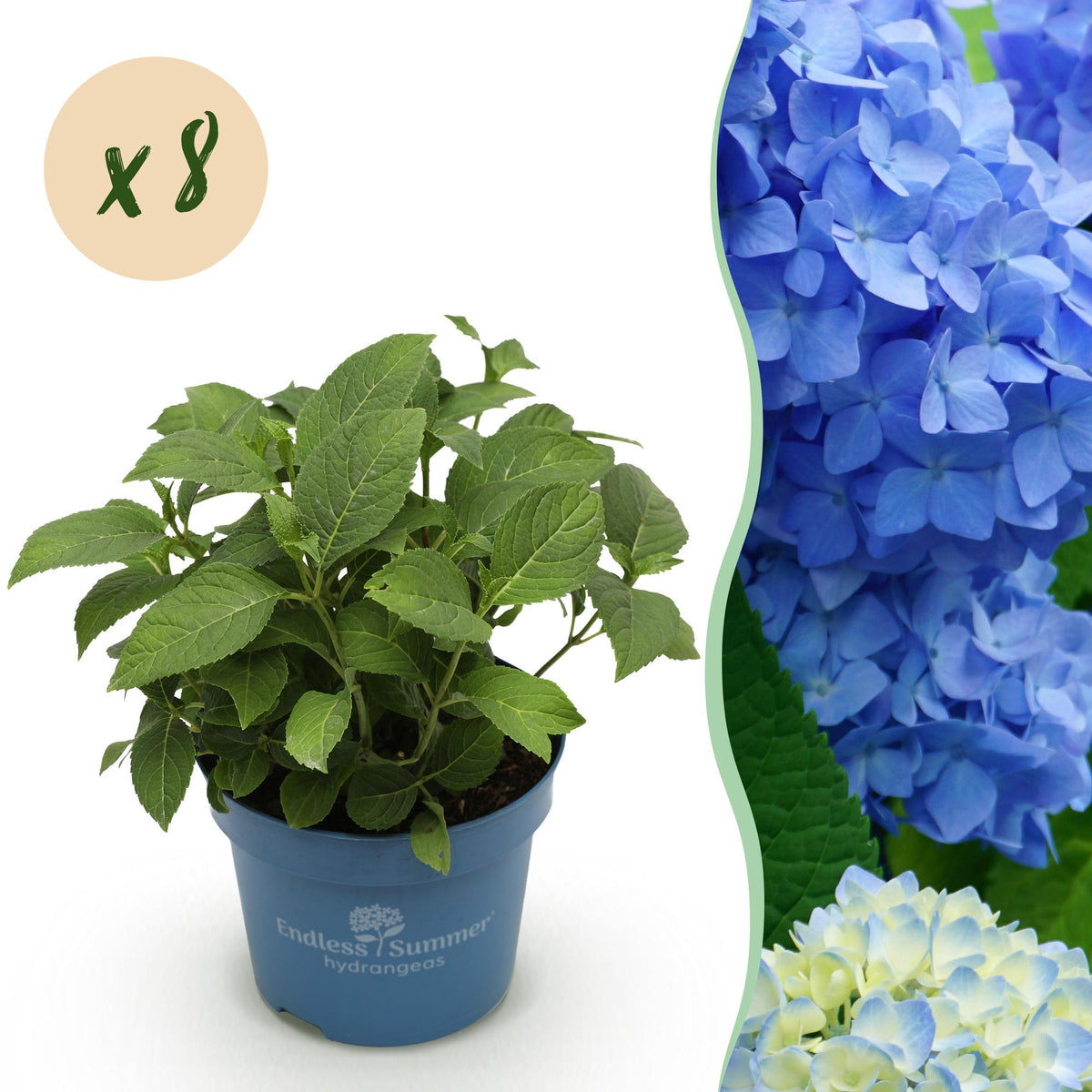 Hydrangea 'Endless Summer The Original Blue' (hortensia) – blauw – 8 planten, Ø14 cm, 20–25 cm hoog
