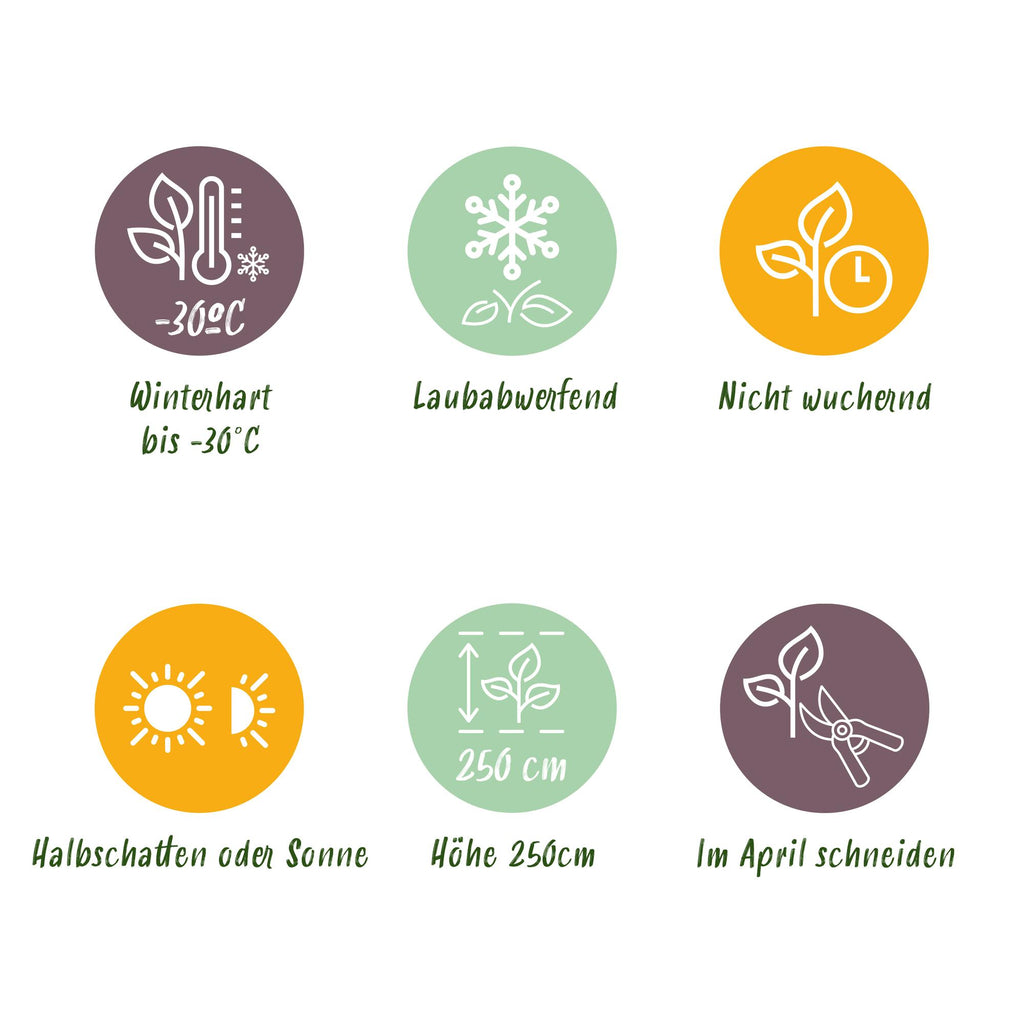 Cornus alba 'Tricolour' (kornsletter) – 3 planter, Ø17 cm, 45 cm høje – billede 6