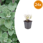 Calamintha nemorosa nepeta (clove balm) – 24 plants, Ø9 cm, 10–25 cm high