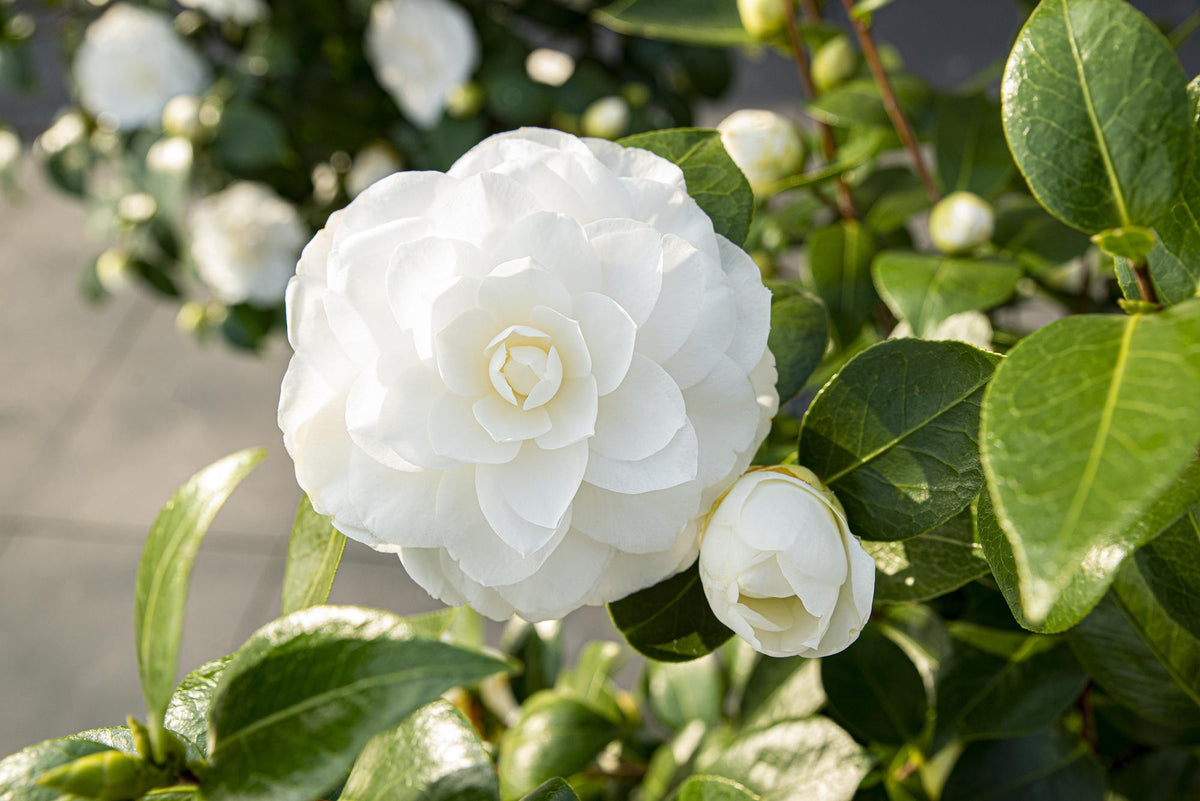 Camellia japonica 'Nuccio’s Gem' (camelia) – Ø19 cm, 65 cm hoog – bild 2