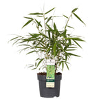 Fargesia robusta 'Pingwu' (bamboo) – Ø14 cm, 40 cm high