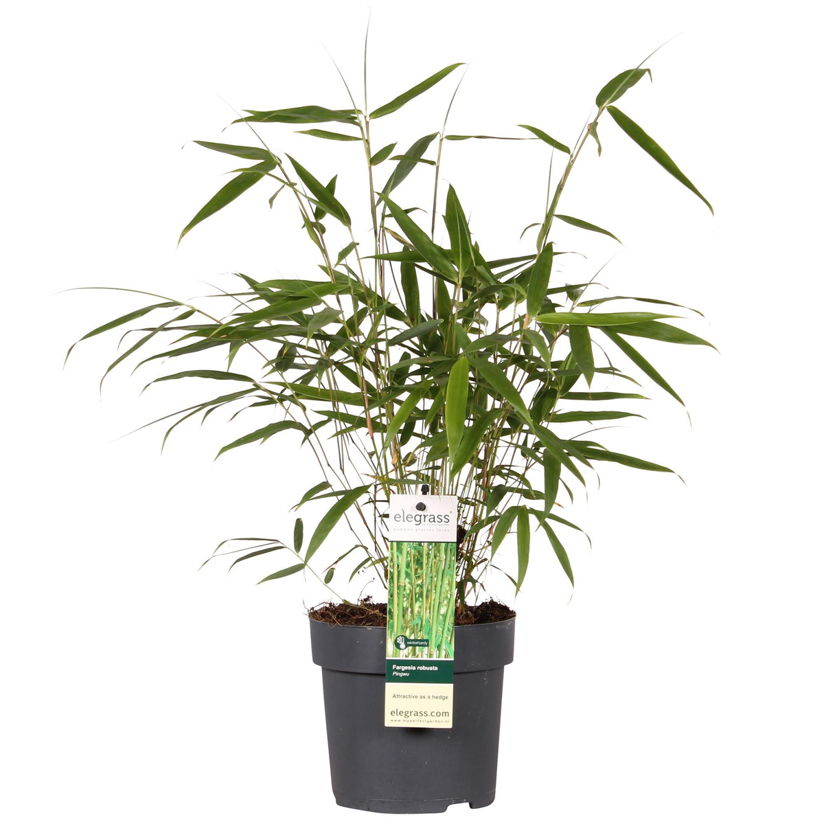 Fargesia robusta 'Pingwu' (bamboo) – Ø14 cm, 40 cm high