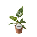 Philodendron White Princess – Ø12 cm, 30 cm hoog