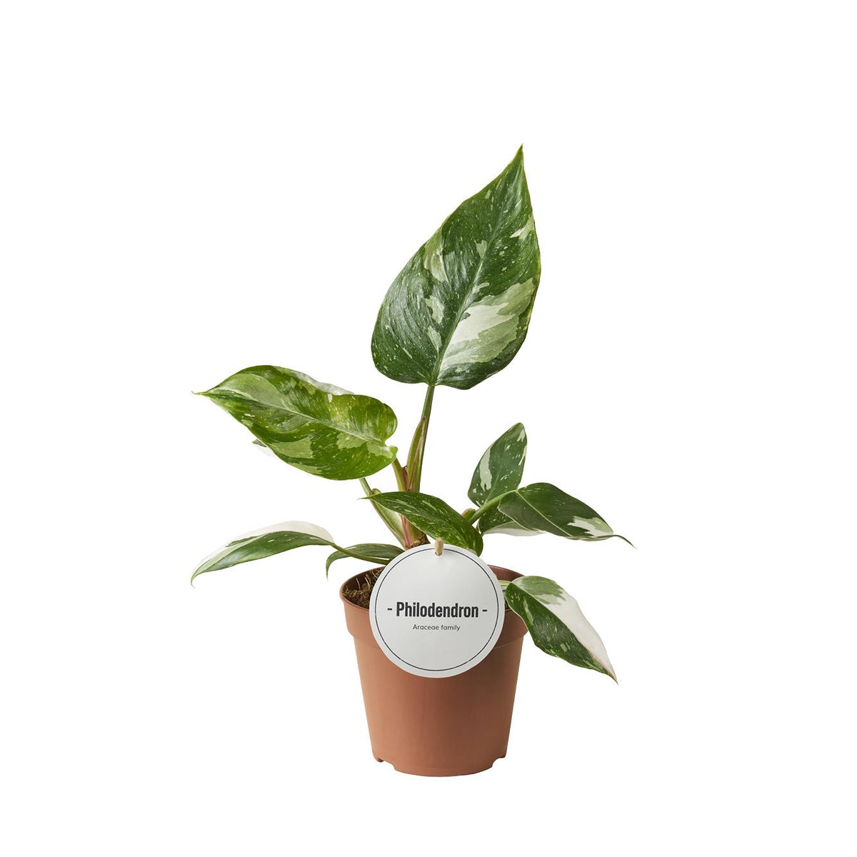 Philodendron White Princess – Ø12 cm, 30 cm hoog
