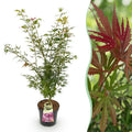 Acer palmatum 'Jerre Swarts' (Japanischer Ahorn) – orange-rot – Ø 26 cm, 90 cm hoch