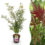 Acer palmatum 'Jerre Swarts' (Japanischer Ahorn) – orange-rot – Ø 26 cm, 90 cm hoch