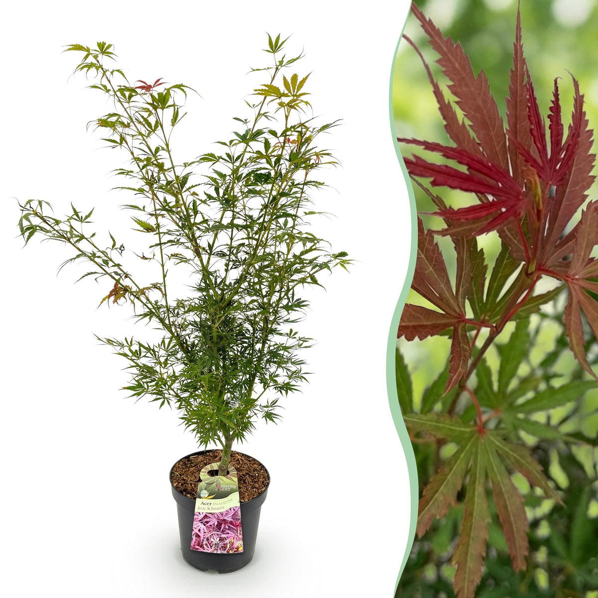 Acer palmatum 'Jerre Swarts' (Japanse esdoorn) – oranje-rood – Ø26 cm, 90 cm hoog