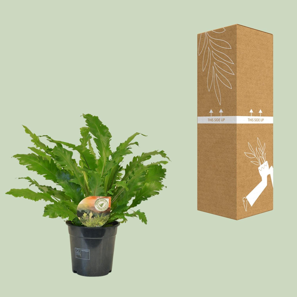 Asplenium Campio (nidi-d’oiseau) – Ø17 cm, 50 cm de haut – photo 3