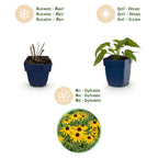 Rudbeckia fulgida 'Goldsturm' (Black-eyed Susan) – yellow – 12 plants, Ø11 cm, 15–25 cm tall