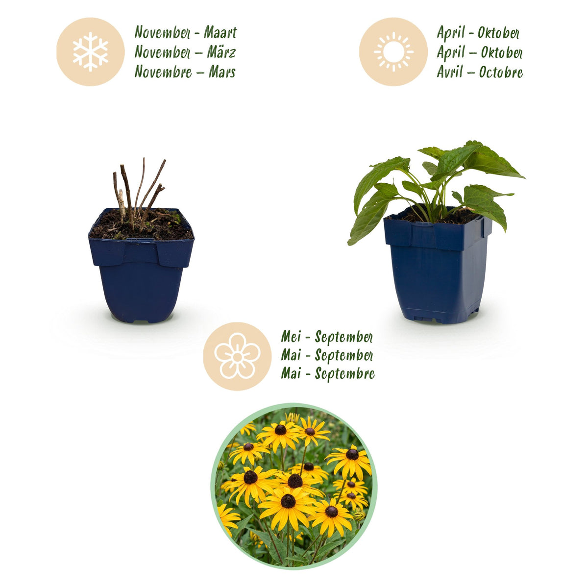 Rudbeckia fulgida 'Goldsturm' (Black-eyed Susan) – yellow – 12 plants, Ø11 cm, 15–25 cm tall – photo 4