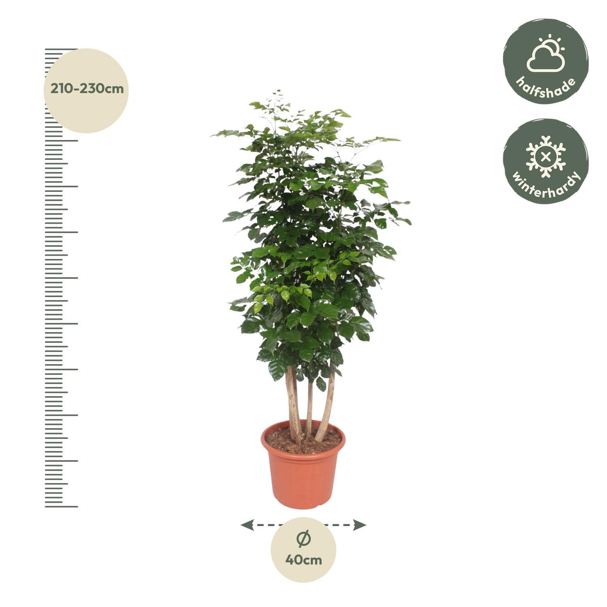 Radermachera Hainanensis – Ø34 cm, 190 cm hoog