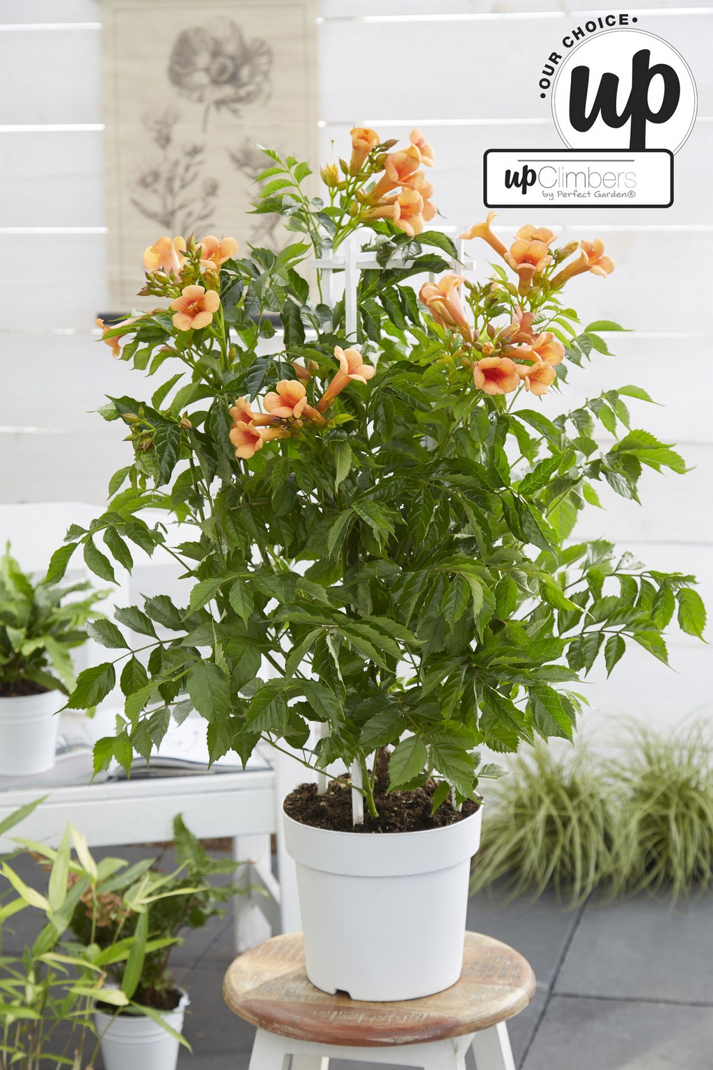 Campsis 'Indian Summer' (orange trumpet flower) – Ø15 cm, 65 cm high – photo 4