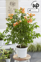 Campsis 'Indian Summer' (orange trumpet flower) – Ø15 cm, 65 cm high