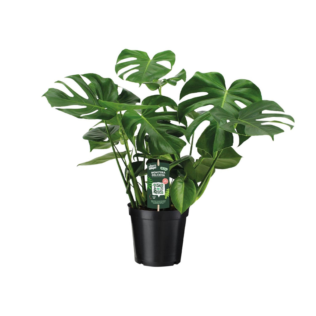Monstera deliciosa (gatenplant) – Ø21 cm, 65 cm hoog