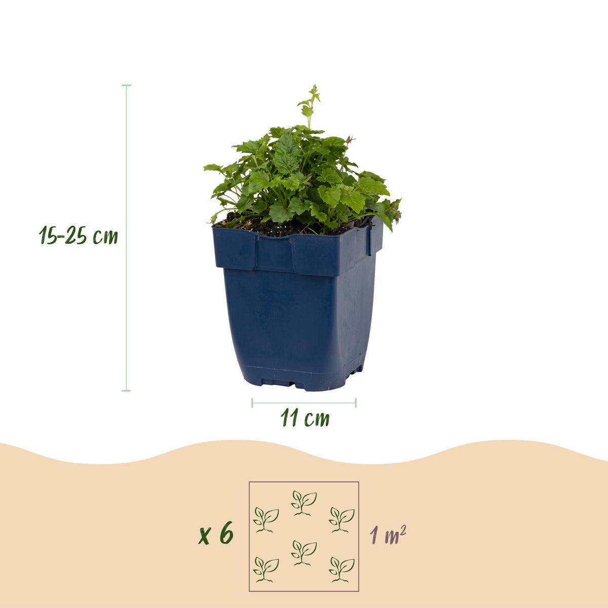 Campanula portenschlagiana 'Tricolour' (perzikbladklokje) – paars-roze-wit – 24 planten, Ø11 cm, 15–25 cm hoog