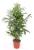 Chamaedorea Seifrizii (bergpalm) – Ø24 cm, 150 cm hög