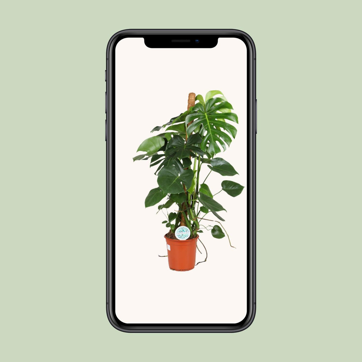 Monstera deliciosa (Swiss cheese plant) – Ø24 cm, 105 cm high – photo 4