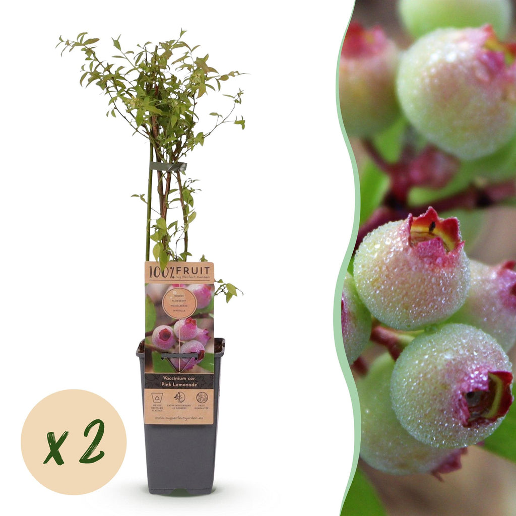 Vaccinium corymbosum 'Pink Lemonade' (Rosa Heidelbeere) – 2 Pflanzen, Ø 15 cm, 50 cm hoch
