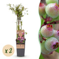 Vaccinium corymbosum 'Pink Lemonade' (Rosa Heidelbeere) – 2 Pflanzen, Ø 15 cm, 50 cm hoch