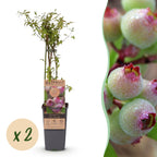 Vaccinium corymbosum 'Pink Lemonade' (Rosa Heidelbeere) – 2 Pflanzen, Ø 15 cm, 50 cm hoch