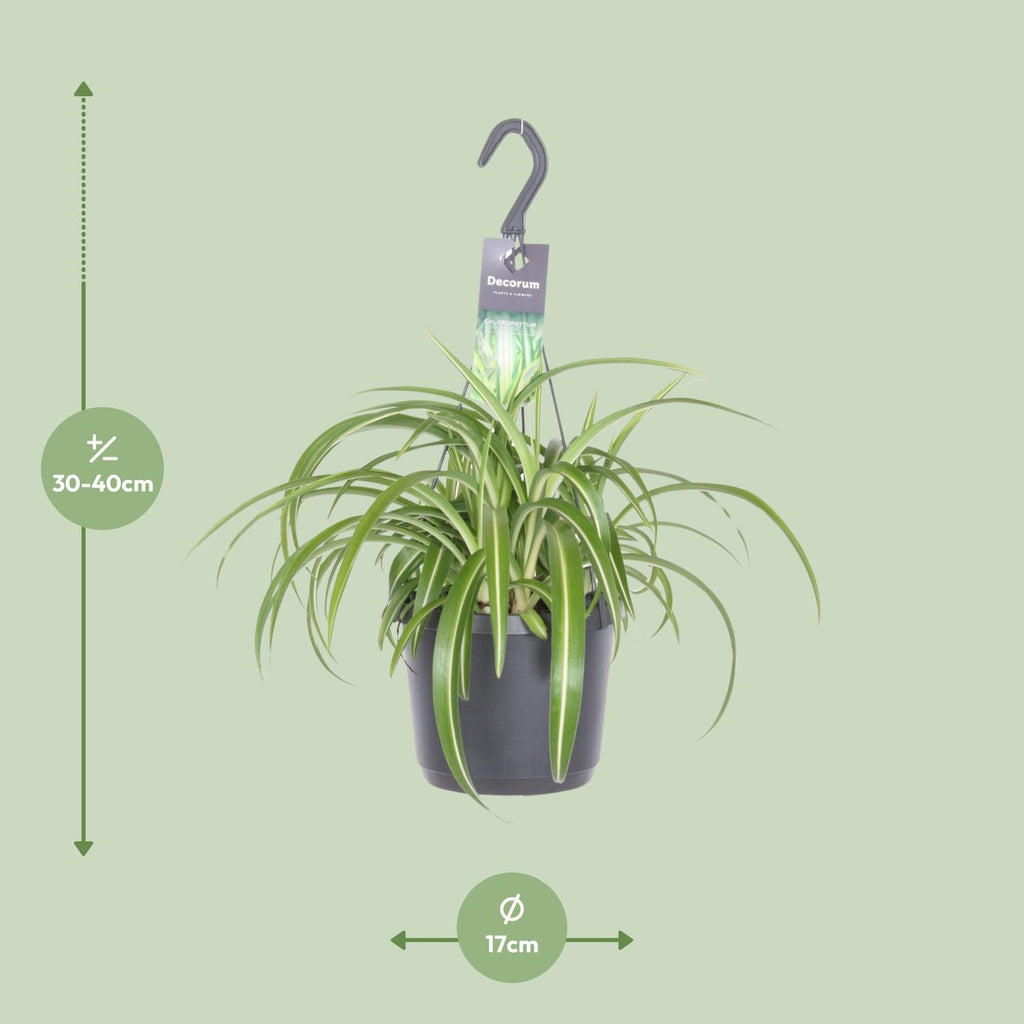 Chlorophytum comosum Bonnie (spider plant) – Ø17 cm, 35 cm high – photo 2