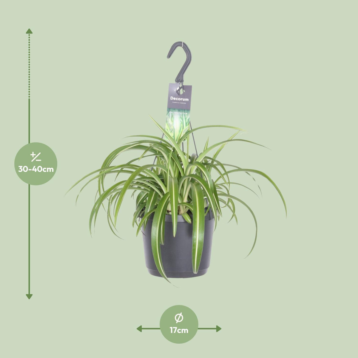 Chlorophytum comosum Bonnie (graslelie) – Ø17 cm, 35 cm hoog