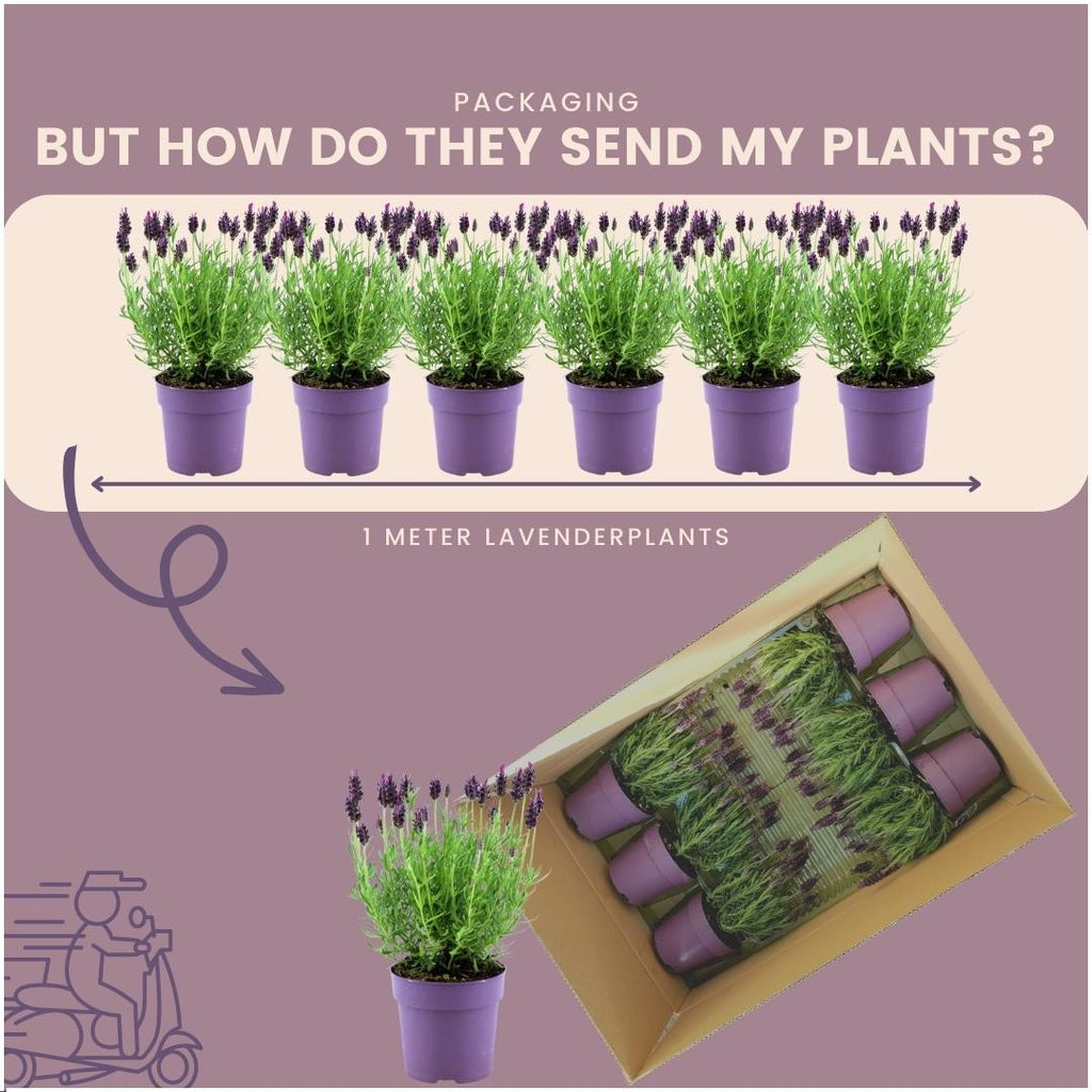 Lavandula stoechas 'Anouk' (lavender) – 24 plants, Ø12 cm, 25 cm high – photo 6