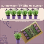 Lavandula stoechas 'Anouk' (lavender) – 24 plants, Ø12 cm, 25 cm high