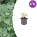 Calamintha nemorosa nepeta (menthe des bois) – 48 plants, Ø9 cm, 10–25 cm de haut