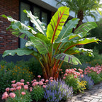 Musa sikkemensis 'Red Tiger' (banana plant) – 4 plants, Ø12 cm, 30 cm high