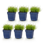 Sagina subulata (sagina rampante) – blanc – 6 plantes, Ø11 cm, 15–25 cm de haut