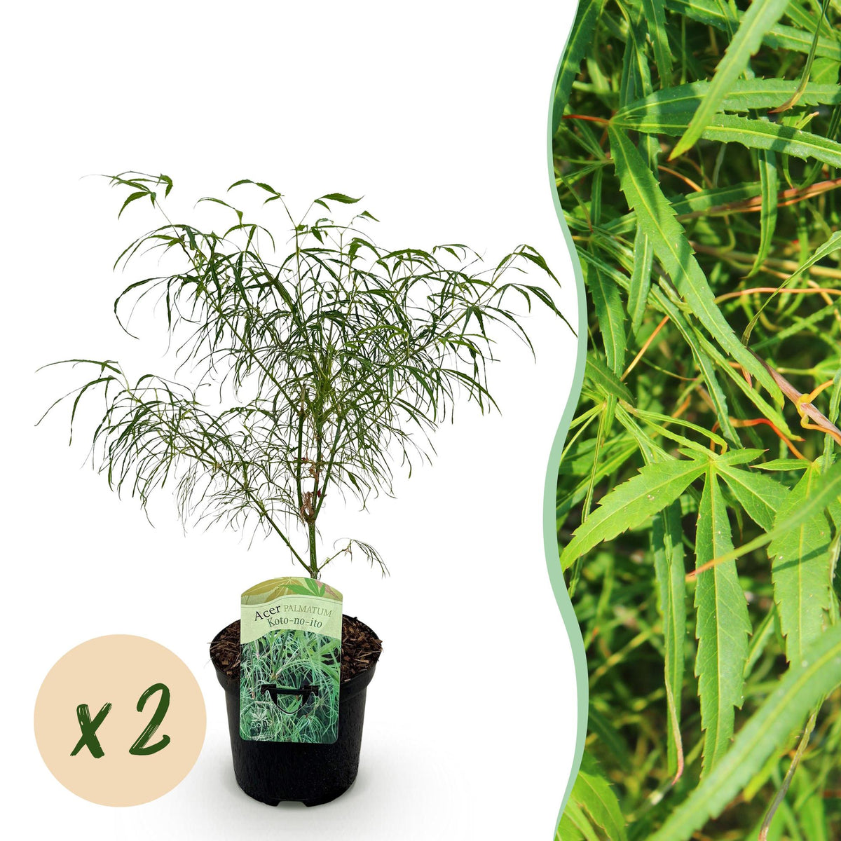 Acer palmatum 'Koto-no-ito' (Japanse esdoorn) – 2 planten, Ø19 cm, 70 cm hoog