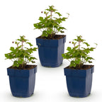 Anémone hup. 'Splendens' (anémone d'automne) – rose foncé – 3 plantes, Ø11 cm, 15–25 cm de haut