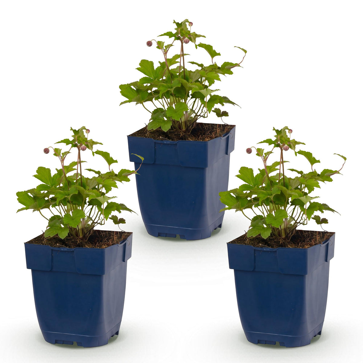 Anémone hup. 'Splendens' (anémone d'automne) – rose foncé – 3 plantes, Ø11 cm, 15–25 cm de haut – photo 2