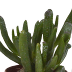 Vetplanten in witte pot – Ø6 cm, 13 cm hoog