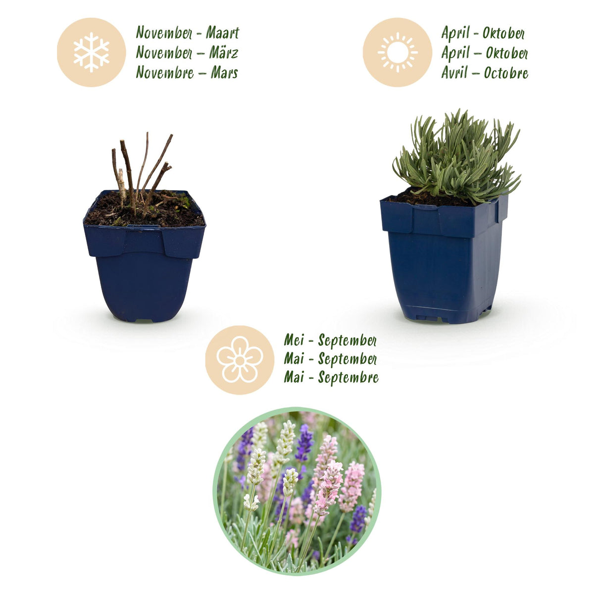 Lavandula 'Tricolour' (lavendel) – blauw-roze-wit – 6 planten, Ø11 cm, 15–25 cm hoog