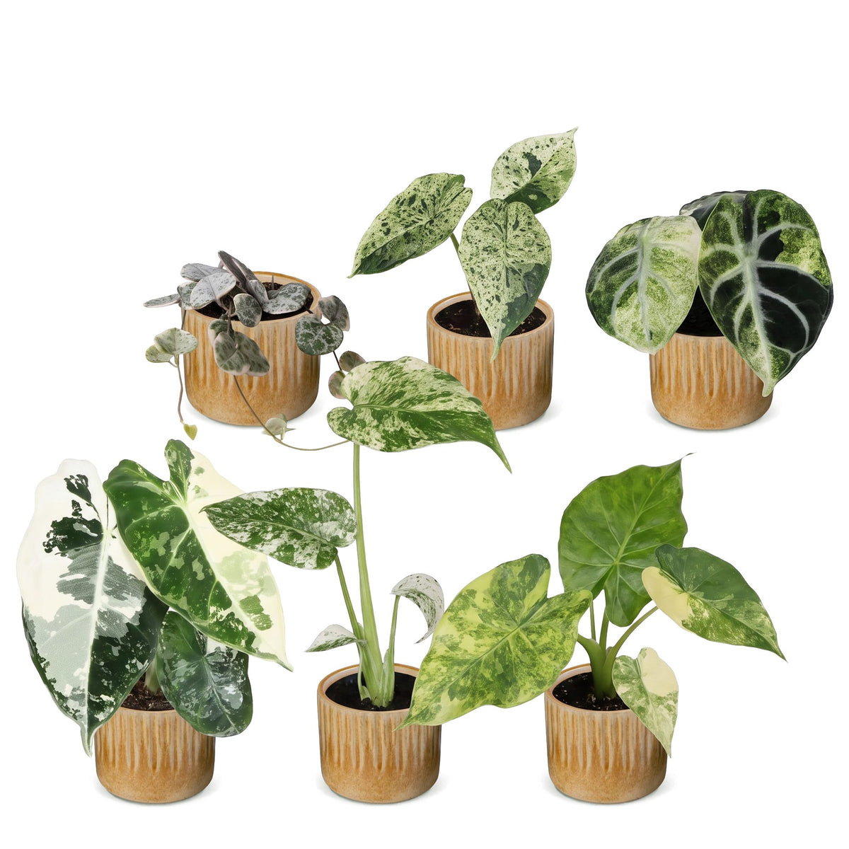 6× Baby Variegata Mix Plants incl. Linnea Honey – Ø6 cm, 10–15 cm tall – photo 2