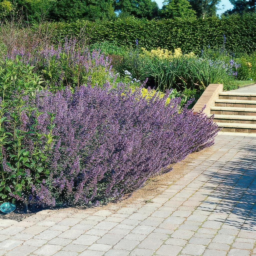 Nepeta 'Six Hills Giant' (catmint) – 6 plants, Ø9 cm, 10–25 cm high – photo 6