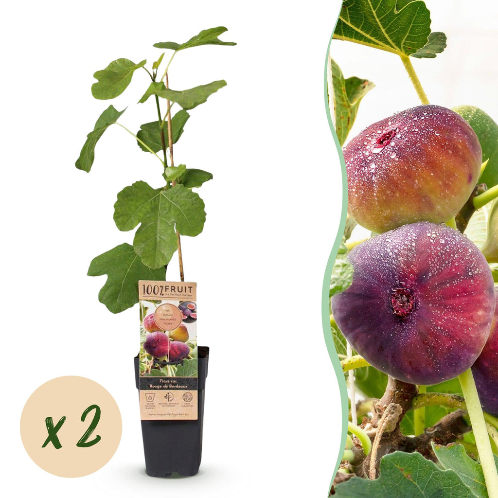 Ficus carica 'Rouge De Bordeaux' (Feigenbaum) – 2 Pflanzen, Ø15 cm, 50 cm hoch