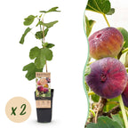 Ficus carica 'Rouge De Bordeaux' (Feigenbaum) – 2 Pflanzen, Ø15 cm, 50 cm hoch