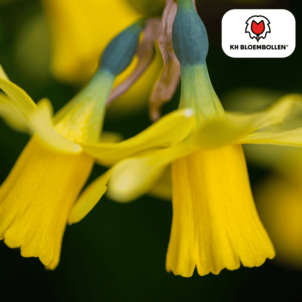 Narcis 'Tête-à-Tête' – 25 blomsterløg
