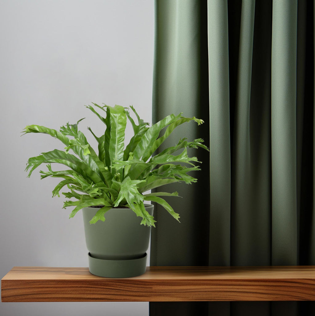 Asplenium nidus Crissie (vogelnestvaren) – Ø17 cm, 40 cm hoog